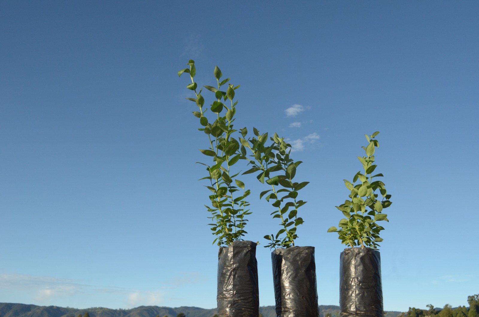 Planta de arándanos