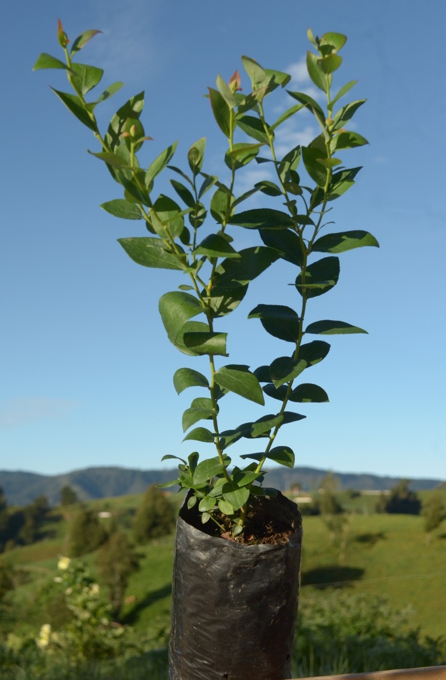 Planta de arándanos