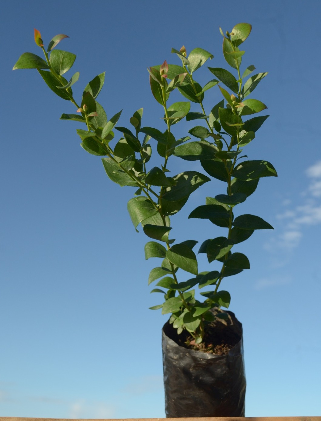 Planta de arándanos