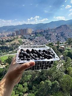 El Poder Antioxidante de los Arándanos: Una Apuesta por la Salud y el Bienestar