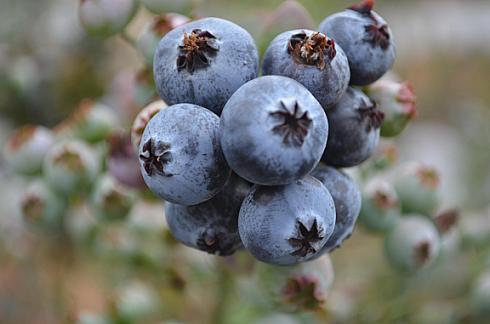 El Poder Antioxidante de los Arándanos: Una Apuesta por la Salud y el Bienestar