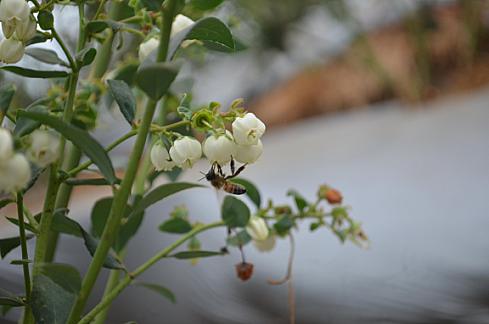 Panal de abejas